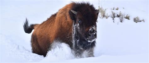 Winter Tours of Yellowstone National Park