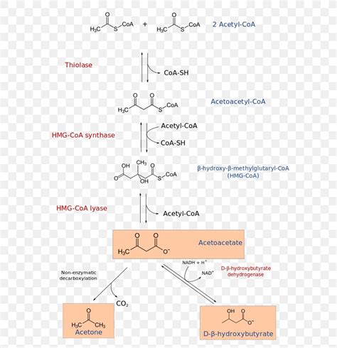 HMG-CoA 3-hydroxy-3-methylglutaryl-CoA Lyase Ketone Bodies Acetyl-CoA ...