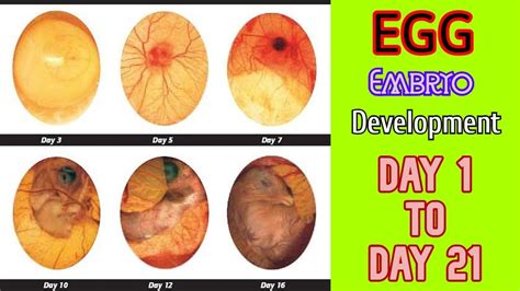 EGG EMBRYO DEVELOPMENT DAY BY DAY || Egg candling day 1 to 21 || Hatching egg - YouTube