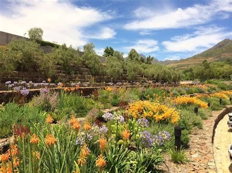 Tokara Winery in Stellenbosch has natural stone gabions filled with indigenous Knipophia ...