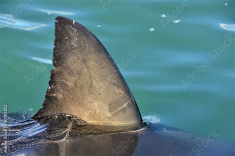 Shark fin above water. Close up. Dorsal Fin of great white shark, Sciencific name: Carcharodon ...