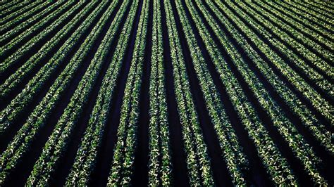 Double Cropping : Benefits And Tips For Choosing Suitable Crops - The ...