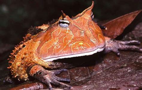 Surinam Horned Frog - The Animal Facts - Appearance, Diet, Habitat