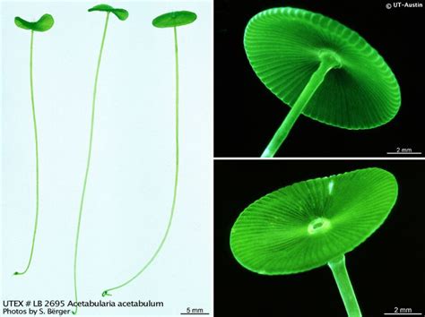 Acetabularia ~ Everything You Need to Know with Photos | Videos