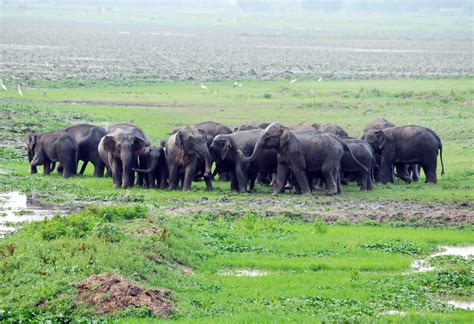 Top 6 Wildlife sactuaries in Assam| Must-visit in 2020