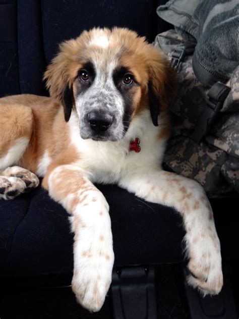 Timmyfan Whispers: Interesting St. Bernard Mixed Dogs I've Seen On the Internet