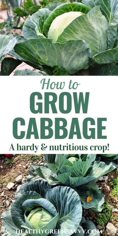 How to Grow Cabbage (& Why You'd Want To) | Organic vegetable garden, Growing cabbage, Growing ...