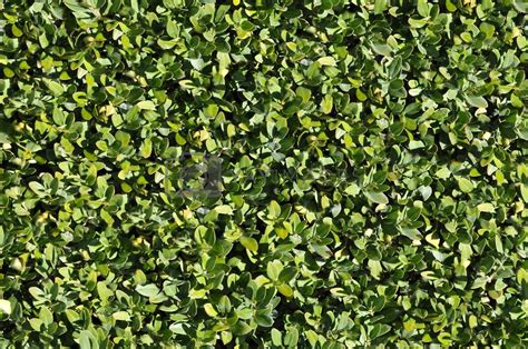 Green bush texture that perfectly loop by shkyo30 Vectors ...