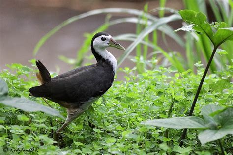 Wak wak | Animals, Animal kingdom, Bird