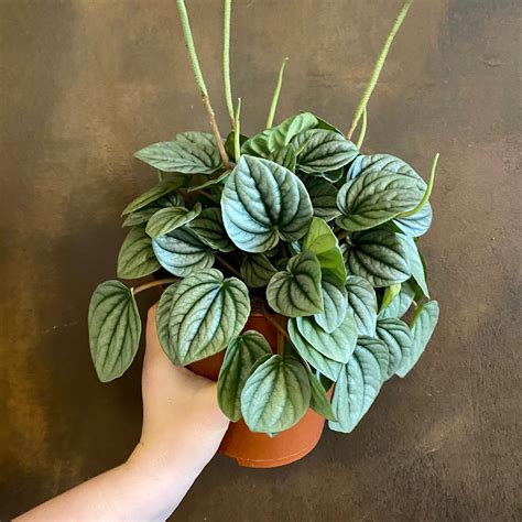 Peperomia ‘Moonlight’ - grow urban.