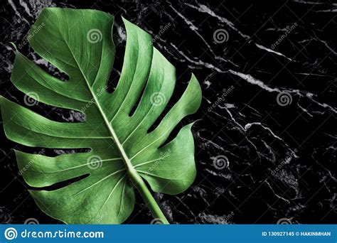 Beautiful Texture of Black Marble Stone with Monstera Leaf Stock Image - Image of background ...