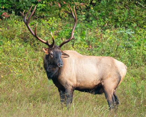 Rocky Mountain Elk stock image. Image of animals, carolina - 256959483