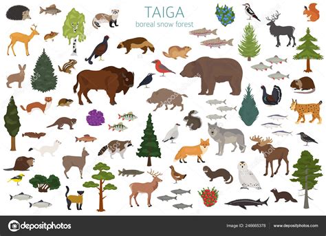 Taiga Biome Boreal Snow Forest Terrestrial Ecosystem World Map Animals — Stock Vector © A7880S ...