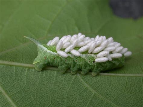 Learn All About How To Get Rid Of Tomato Hornworm Eggs