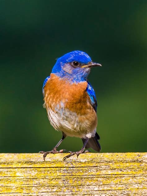 Symbolism of Bluebird: Spiritual Meanings & Messages | Sarah Scoop