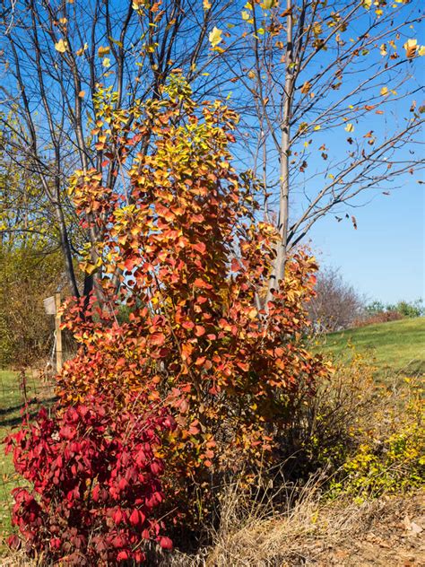 Cotinus coggygria ‘Golden Spirit’ - 2 - ALDA Landscapes