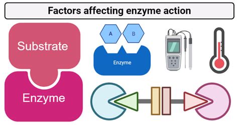 Factors affecting enzyme action and immobilized enzymes