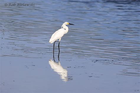 Snowy Egret — Beach Birding