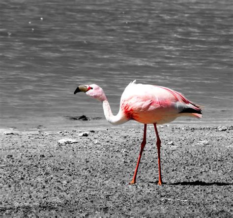 Best Andean Flamingo Stock Photos, Pictures & Royalty-Free Images - iStock