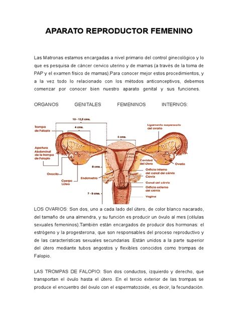 aparato-reproductor-femenino.doc | Útero | Labios