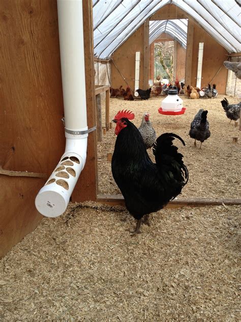 Spill-Proof DIY PVC Poultry Feeder | Chicken feeders, Raising chickens, Chicken coop designs