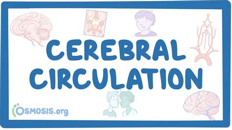 Cerebral circulation: Video, Causes, & Meaning | Osmosis