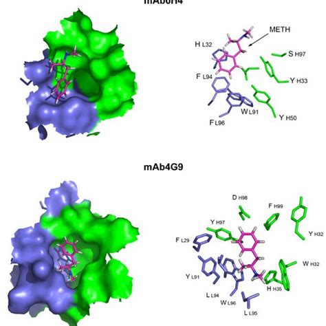 (PDF) Using Hapten Design to Discover Therapeutic Monoclonal Antibodies for Treating ...