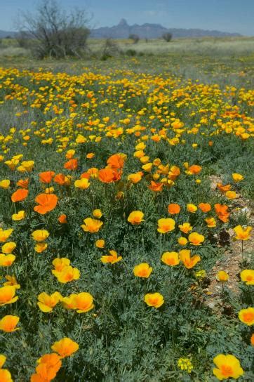 Field flowers mexican poppies copyright free picture