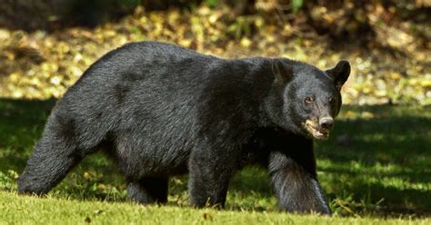 Louisiana black bear no longer on endangered list