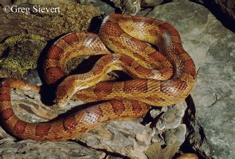 Red Cornsnake | State of Tennessee, Wildlife Resources Agency