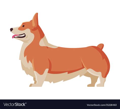 Welsh corgi purebred dog pet animal side view Vector Image