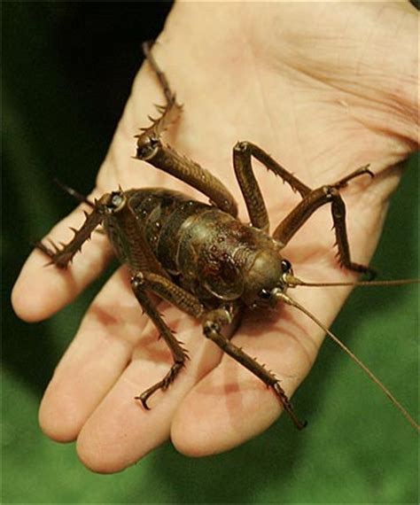 Giant Weta Bite