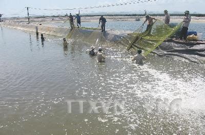 An Giang develops giant river prawn farming area - Aquaculture Magazine