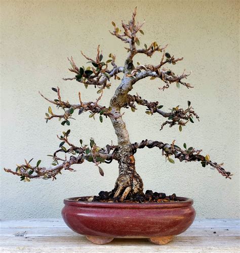 Picture 5 - I re-potted, pruned and wired my Cotoneaster bonsai. 01/ ...