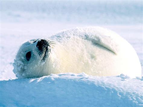 🔥 [70+] Baby Seal Wallpapers | WallpaperSafari