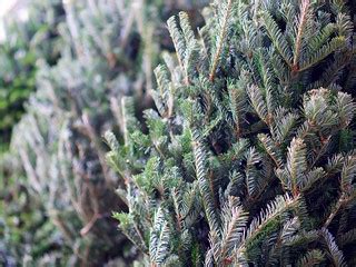 Findlay Market Christmas Trees | Travis Estell | Flickr