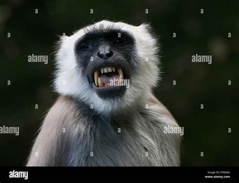 Langur behavior hi-res stock photography and images - Alamy