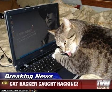 Cat hacker caught hacking #misbehavior #lolcat Funny Me, Funny Cats ...