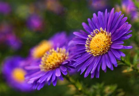 Blossom Flower Garden Nature Free Stock Photo - Public Domain Pictures