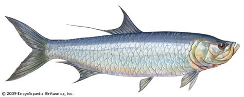 Tarpon | fish | Britannica.com