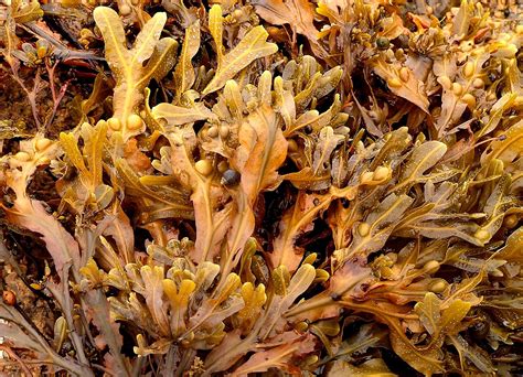 seaweed Free Photo Download | FreeImages