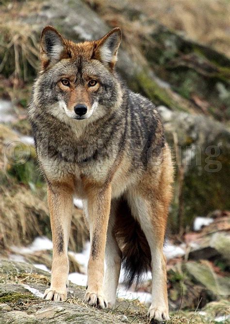 Coyote by Louis Young** Predator Hunting, Coyote Hunting, Pheasant ...