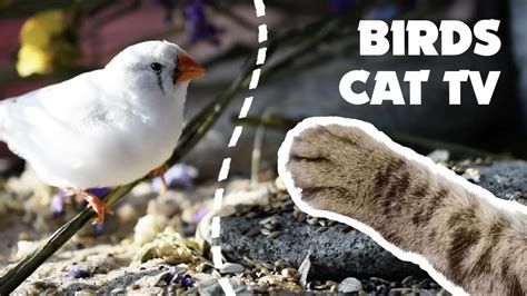 Beautiful BIRDS video for CATS to watch | CAT TV - YouTube