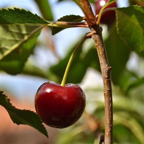 Free stock photo of cherry, red, tree