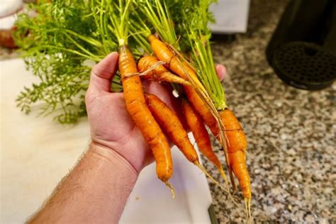 Carrot Plant Growth Stages - Seed to Harvest (w/Pictures)