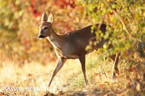 Roe Deer in the British Landscape | Mike Rae