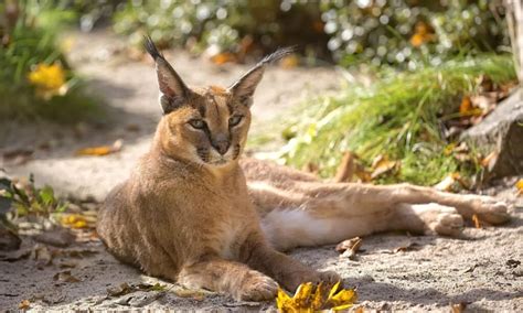 Caracal vs Serval: Key Differences Explained - IMP WORLD