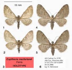 Eupithecia macfarlandi. 1, male holotype, D; 2, male holotype V; 3,... | Download Scientific Diagram