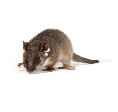 Baby Common Ringtail Possum Photograph by Science Photo Library