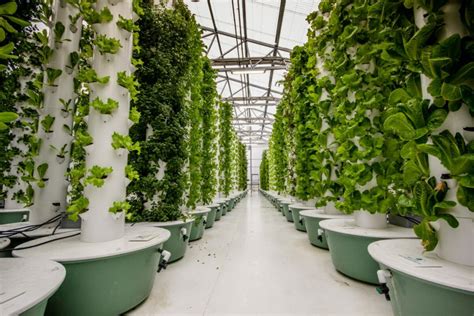 What Problems Can Vertical Farming Help Solve? - Vitabeam